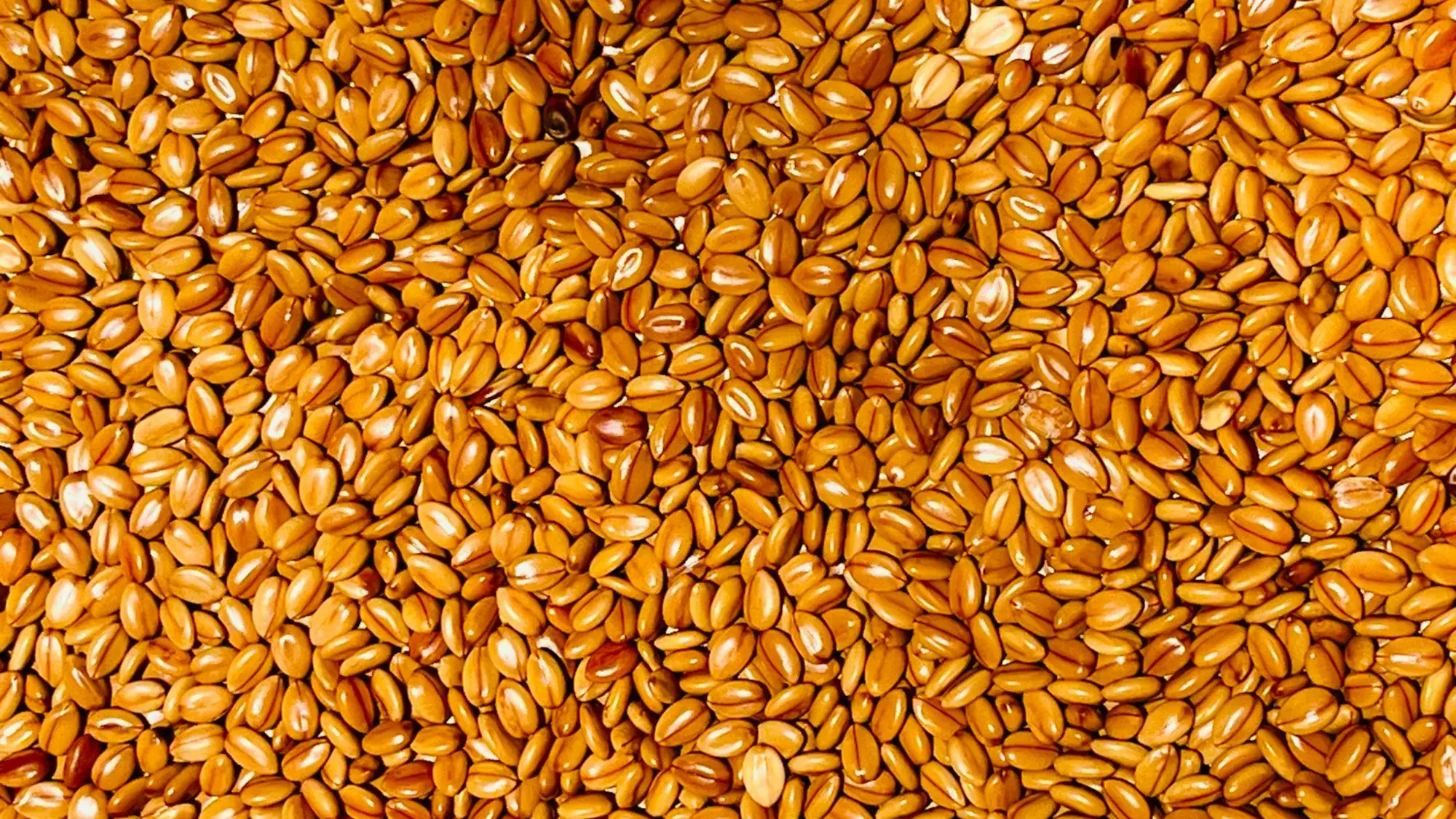 Sesame seed at grain scale